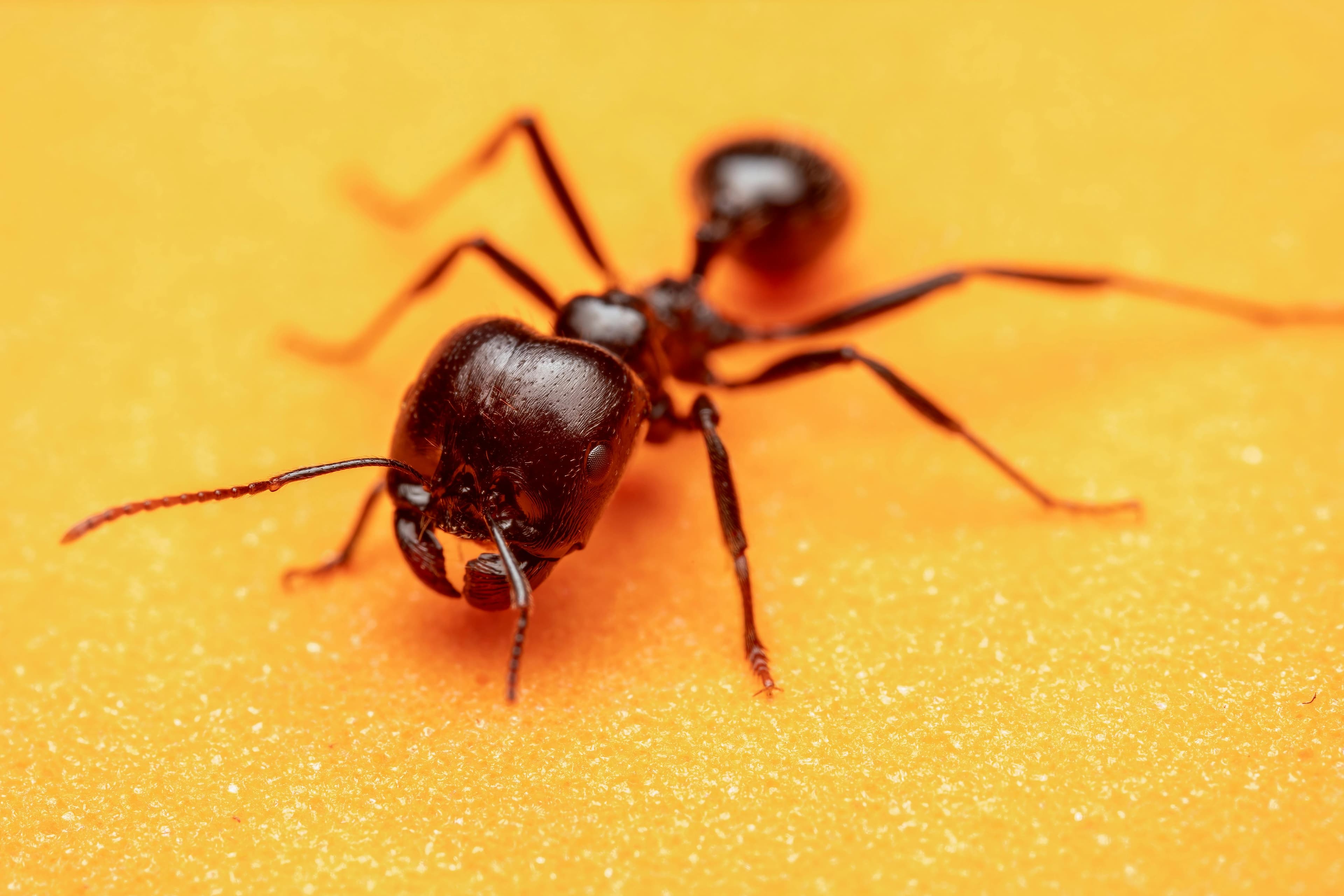 Ants